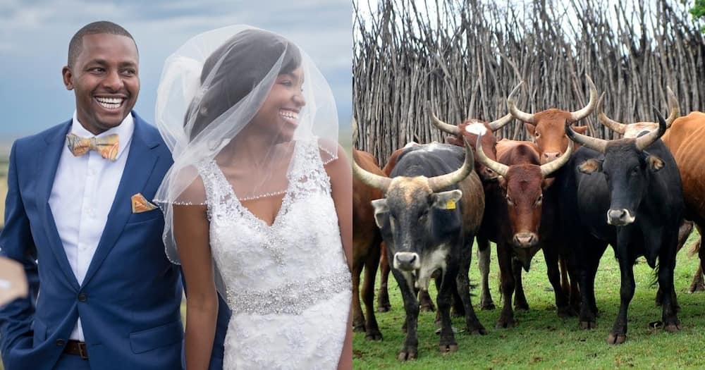 Bride and groom with cattle in traditional Lobola setting.