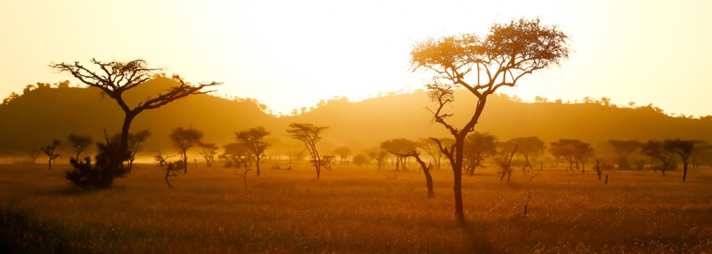 Sunset over the African savanna with scattered acacia trees and distant mountains.
