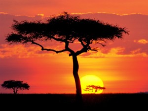 Silhouette of acacia trees at sunset in African savannah.
