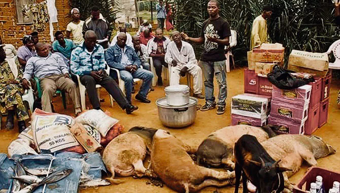 Community gathering for bride price negotiation with livestock and goods.