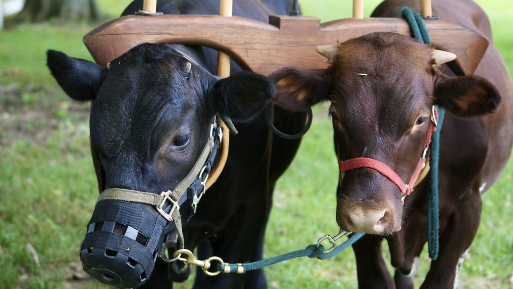 Two cows yoked together in a grassy field for farming.
